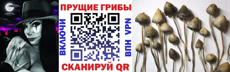 Купить  Кингисепп  Псилоцибиновые грибы Psilocybine cubensis 